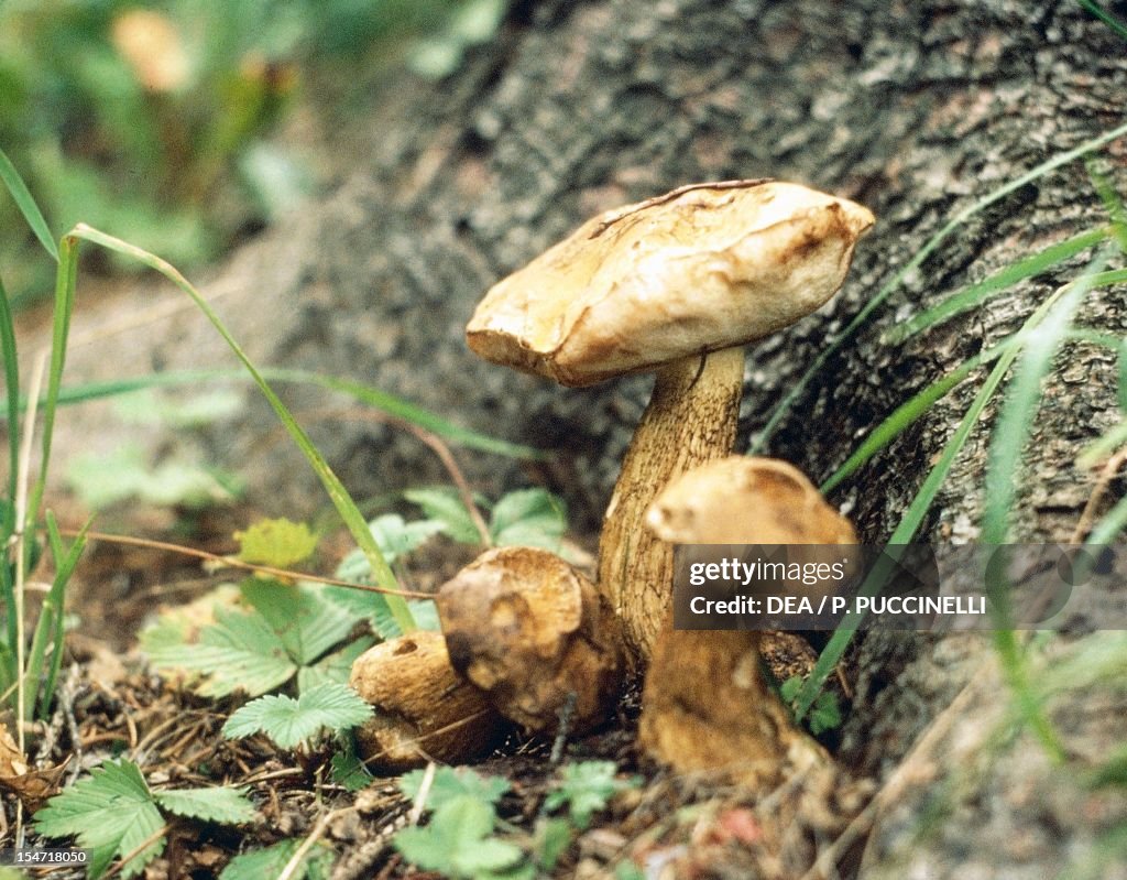 Bitter Bolete...