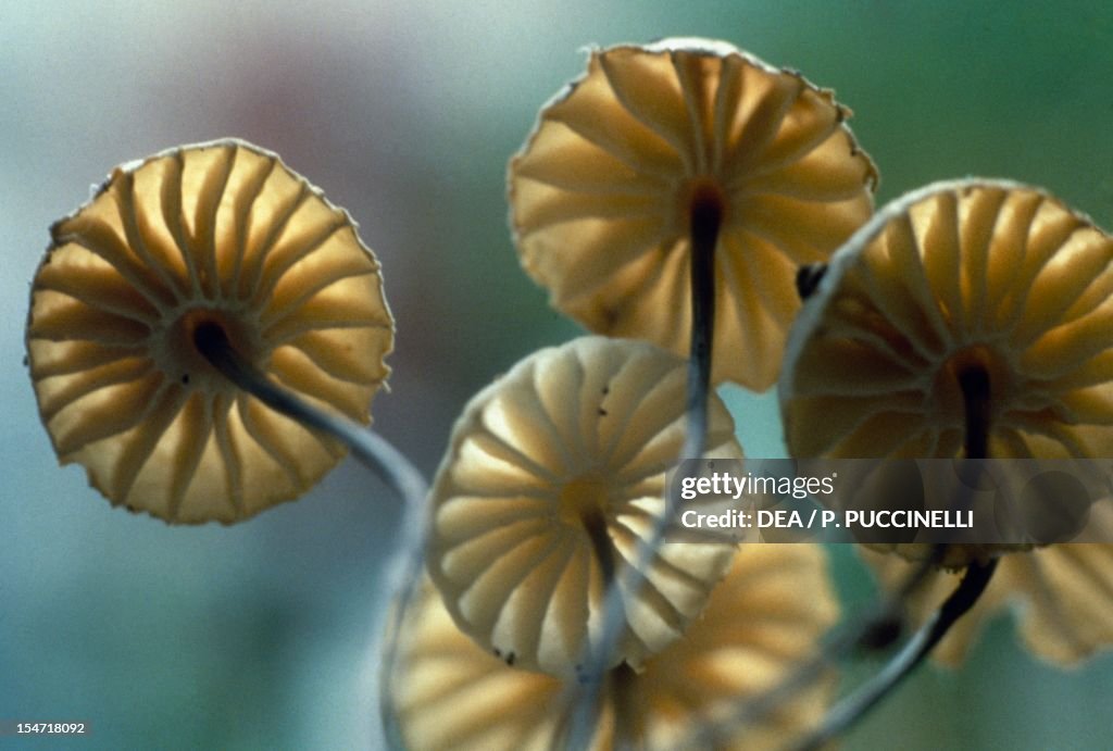 Examples of Collared Parachute, Pinwheel mushroom...