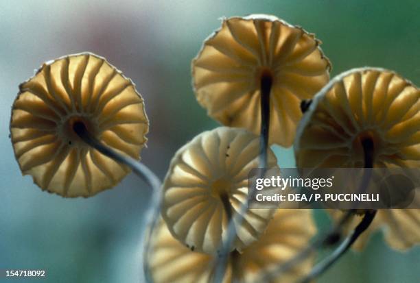 Examples of Collared Parachute, Pinwheel mushroom or Horse hair fungus , Marasmiaceae.