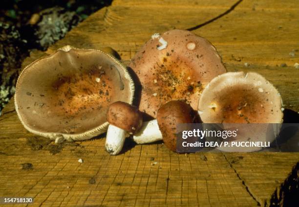 Russulaceae Fungi Examples Photos and Premium High Res Pictures - Getty Images