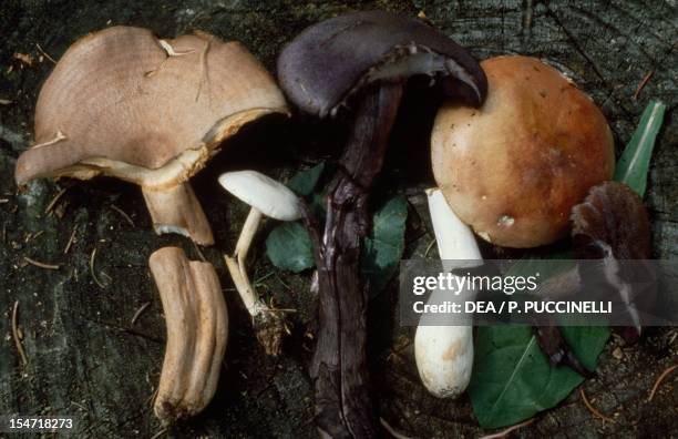 Russulaceae 74 Fungi Examples Stock Photos, High-Res Pictures, and Images - Getty ...