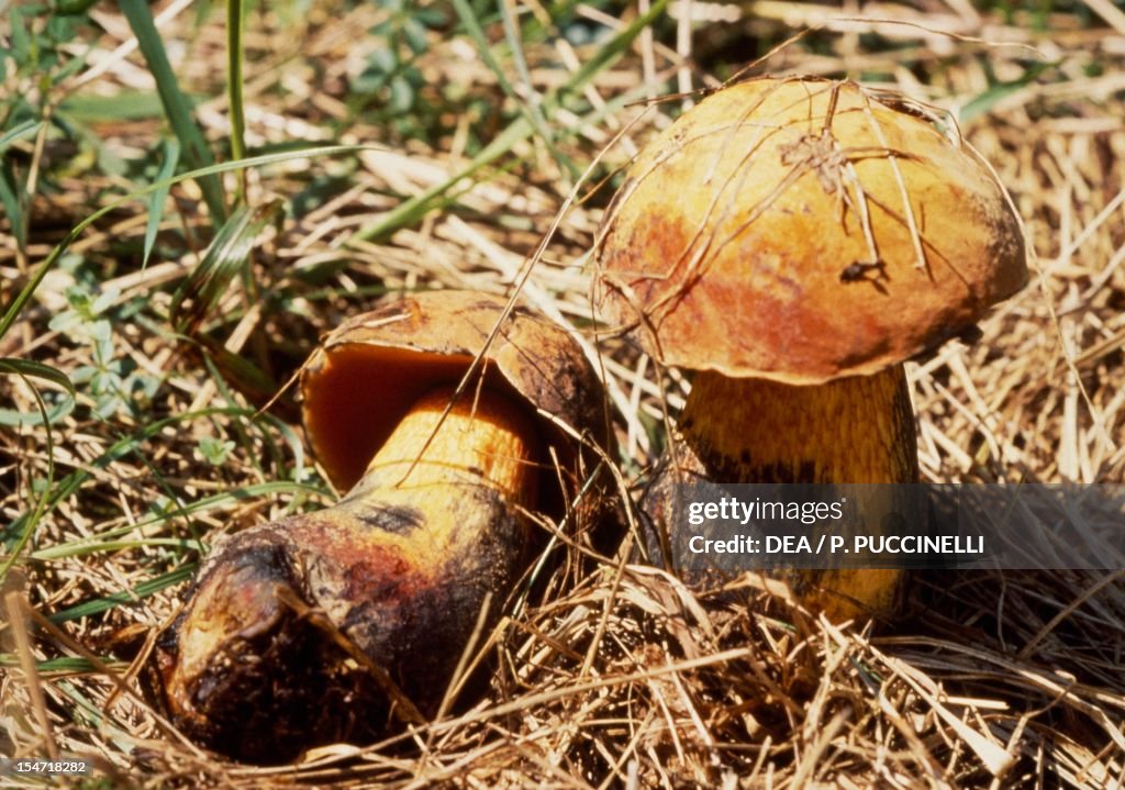 A pair of Lurid Boleti (Boletus luridus)...