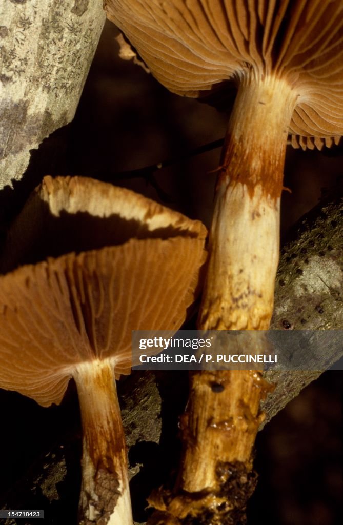 Cortina remains of a Cortinarius fungus...