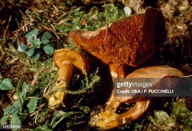 Examples of Peppery bolete , with detail of the cinnamon red pores , Boletaceae.