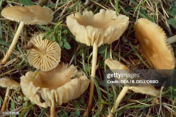 Examples of Scotch bonnet or Fairy ring mushroom , Marasmiaceae.