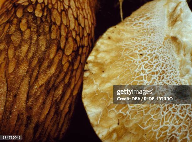 Detail of the reticulum of the stem of a Lurid Bolete , Boletaceae and a Penny bun, Porcino or Cep, , Boletaceae.