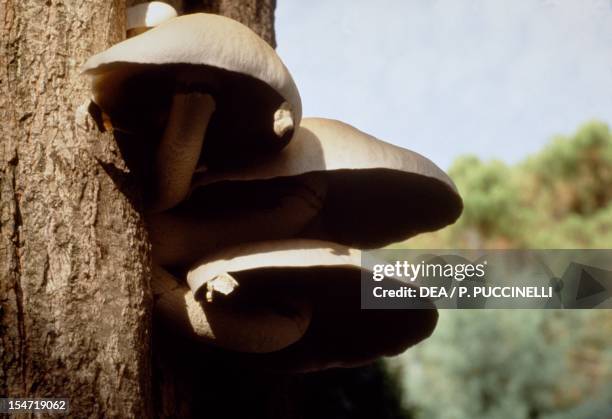 Black Poplar Mushroom , Bolbitiaceae.