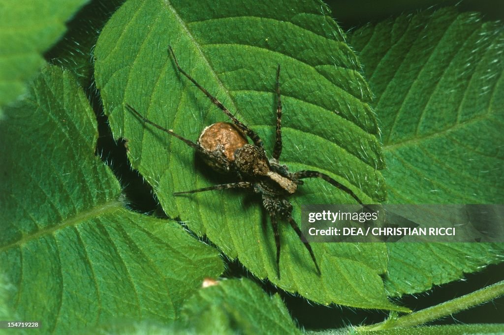 Common fox-spider...