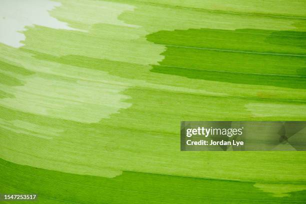 closeup of green variegated banana leaf texture with sunlight. - banana leaves stock pictures, royalty-free photos & images