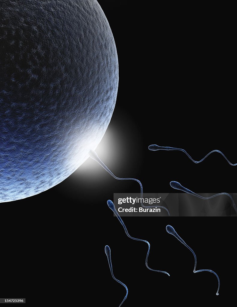 Sperm and Egg Conception