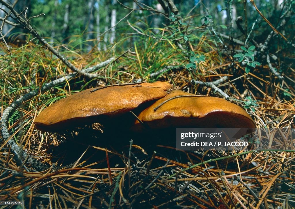 Jersey cow mushroom...