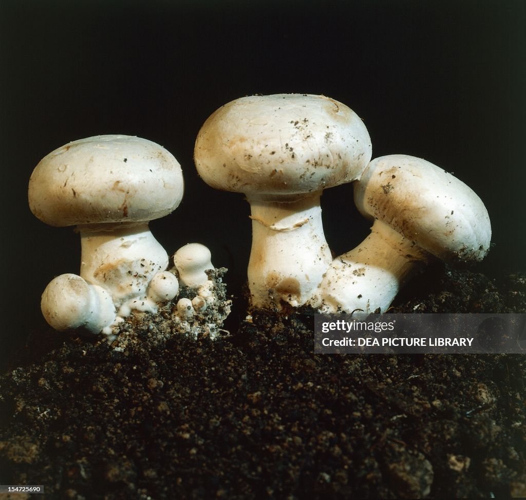 Examples of Button mushroom...