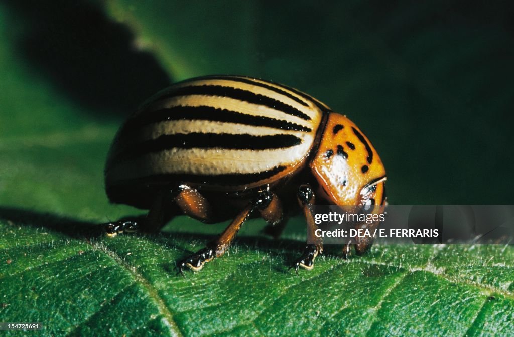 Colorado potato beetle...