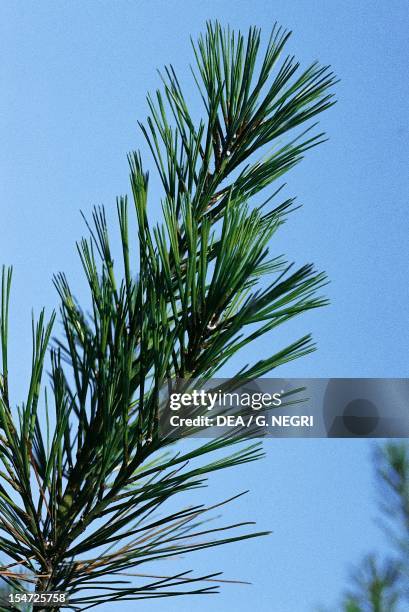 Eastern White Pine, White American Pine or Weymouth Pine leaves , Pinaceae.