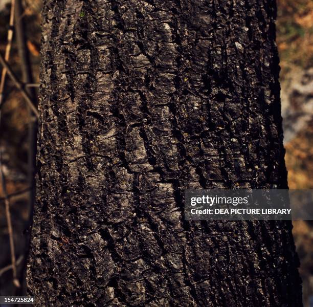 Downy Oak or Pubescent Oak bark , Fagaceae.