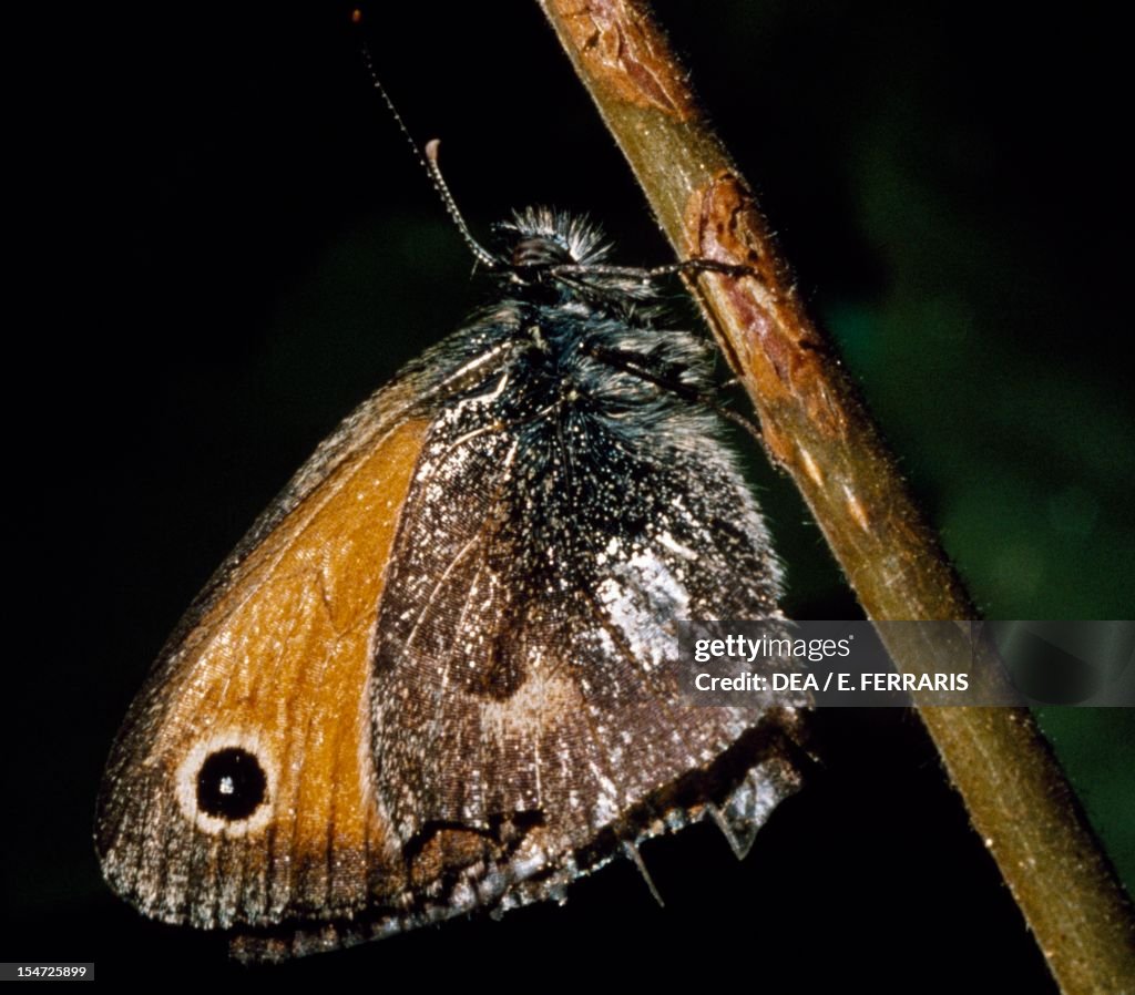 Small heath...