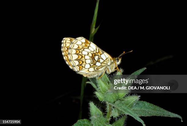 Heath fritillary , Nymphalidae.