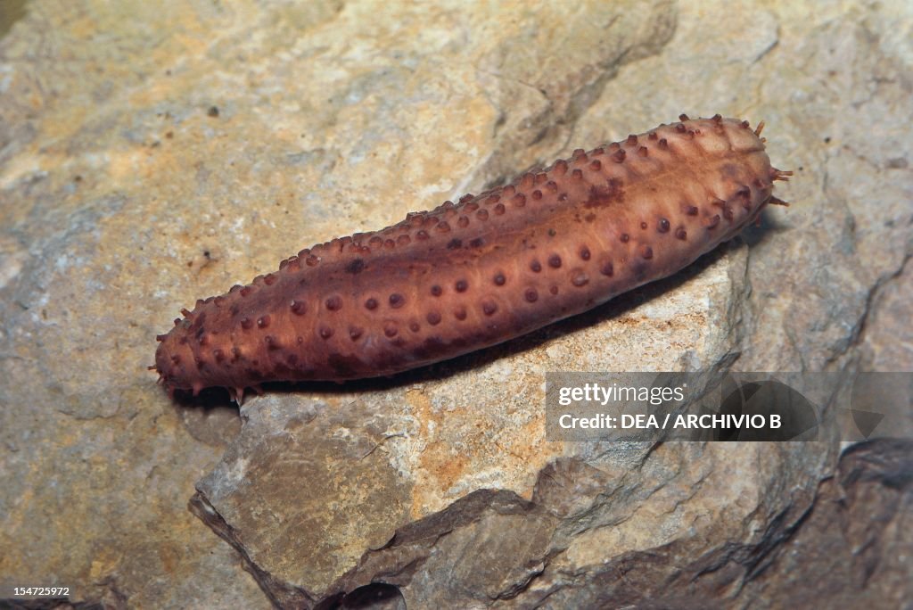 Ocnus planci, Cucumariidae.