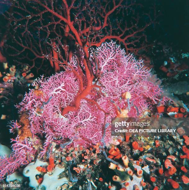 Coral reef with madrepores, gorgonians and sponges. Republic of Palau.