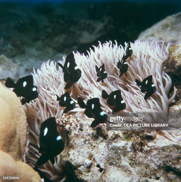 Domino damsel , Pomacentridae, coral reef, island of Moorea, Society Islands. French Polynesia.