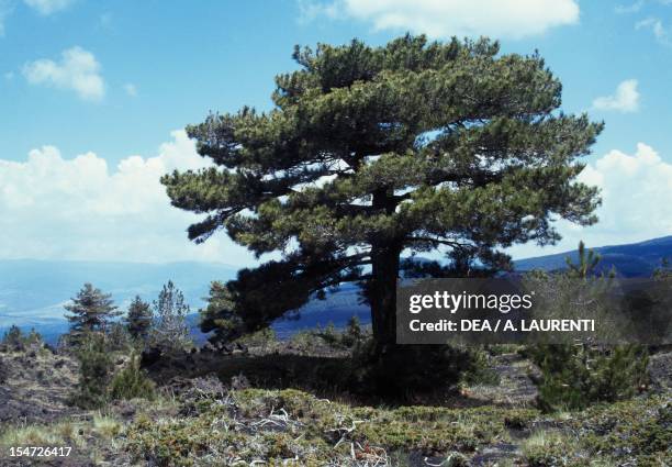 Corsican pine , Pinaceae.
