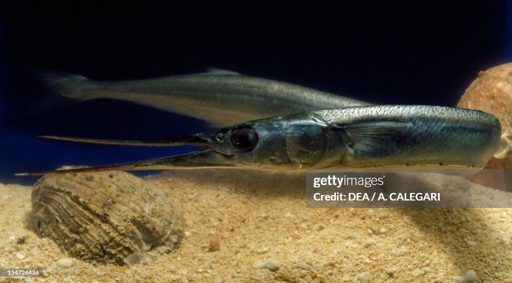 Garfish or Needlefish (Belone belone), Belonidae.