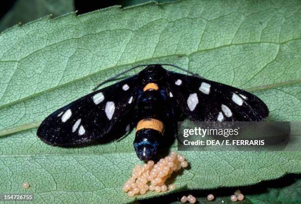 Nine-spotted moth with eggs, Arctiidae.