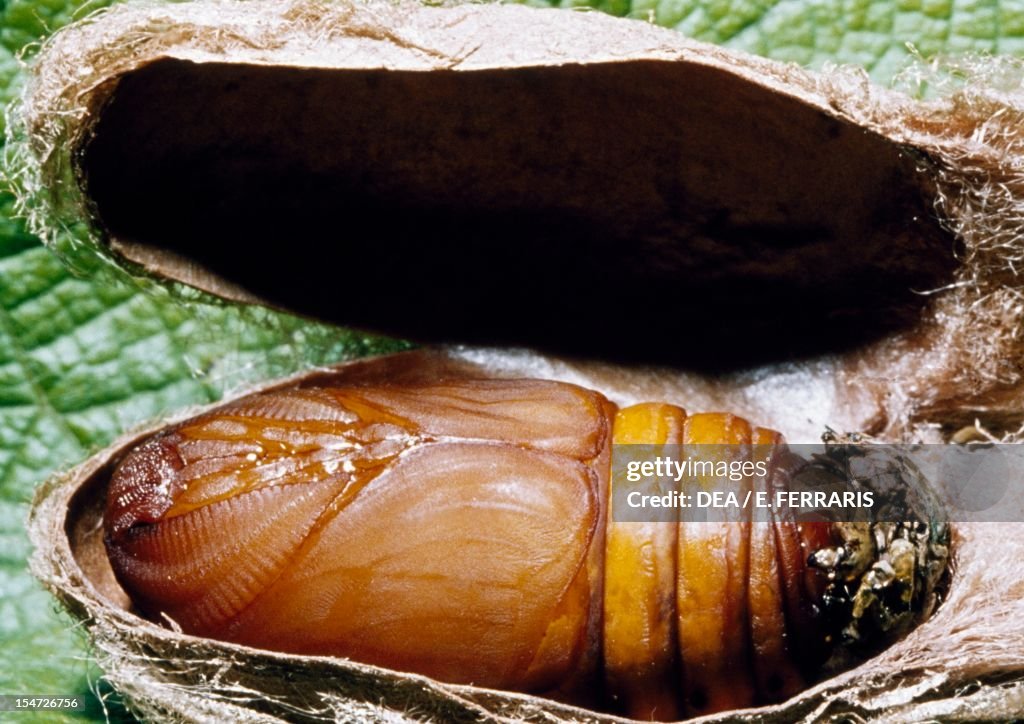Ailanthus silkmoth...