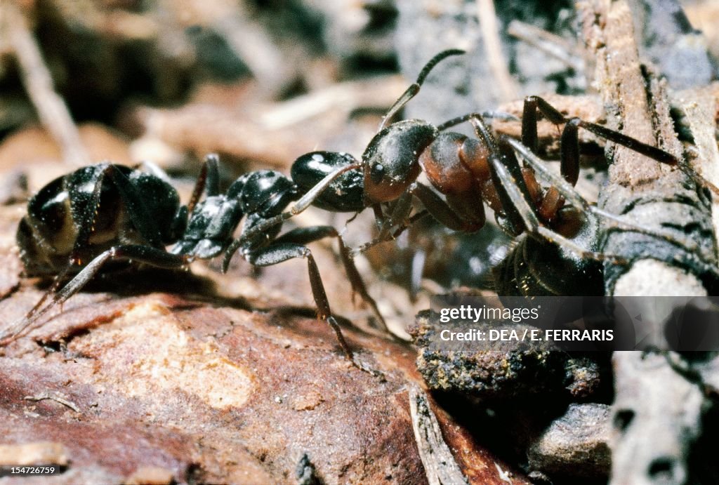 Common black ant and European Harvester ant