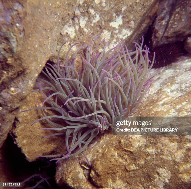 Sea anemone , Actiniidae.