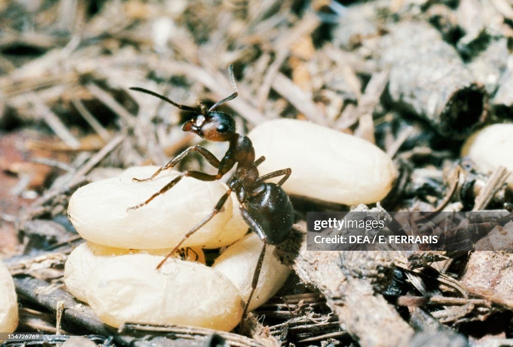 Common black ant...