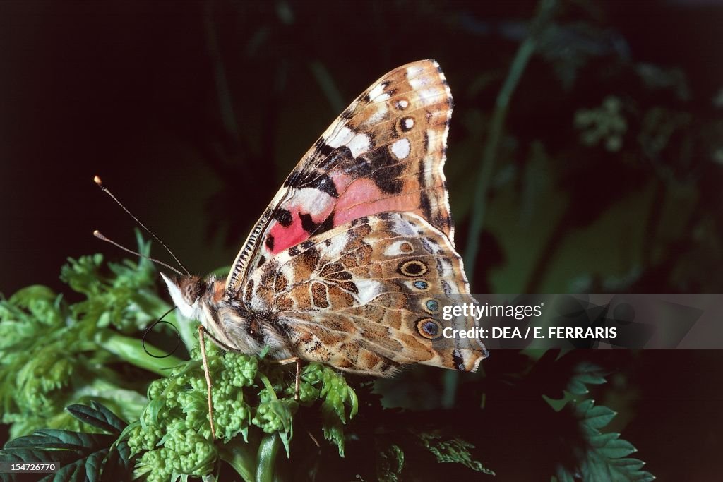 Everted proboscis of a Red admiral...
