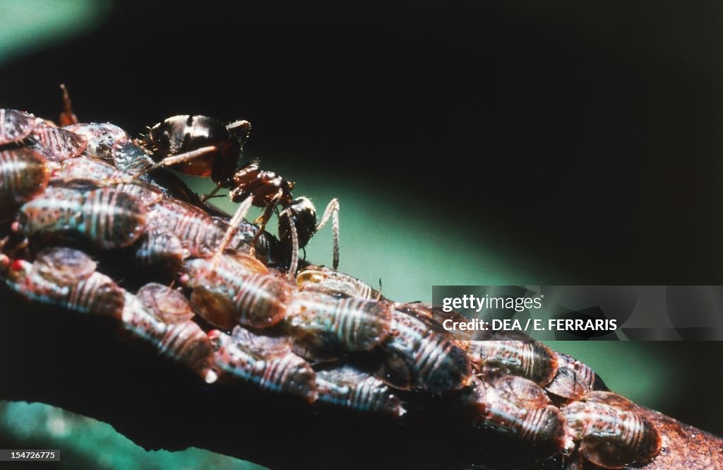 Aphids...