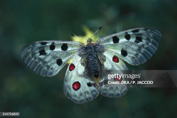 Apollo Insect Mountain Apollo Butterfly Photos and Premium High Res Pictures - Getty ...