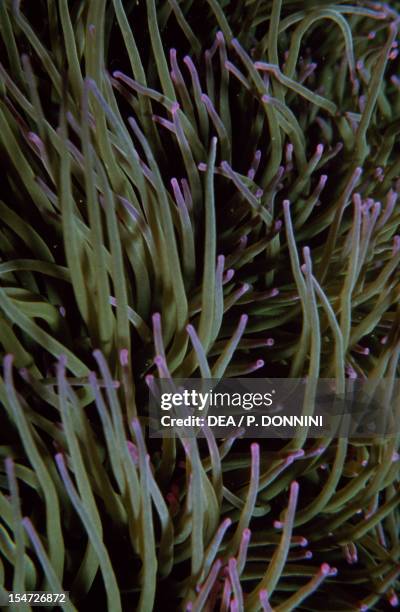 Snakelocks Anemone , Actinidae.