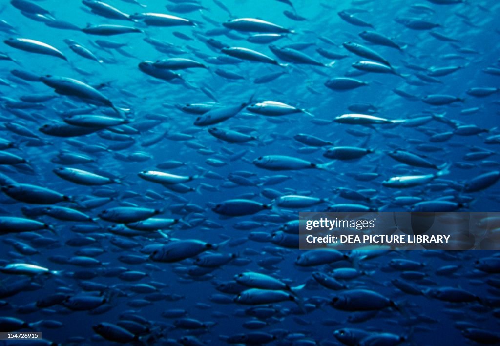 Shoal of Oblades or Saddled Seabreams...