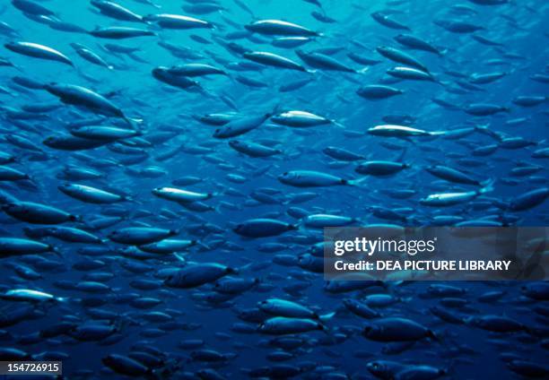 Shoal of Oblades or Saddled Seabreams..., News Photo