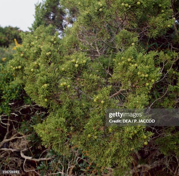 Phoenician Juniper , Cupressaceae.