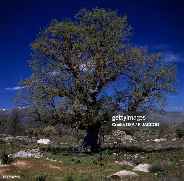 Downy Oak or Pubescent Oak , Fagaceae. Gennargentu, Sardinia, Italy.