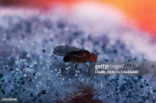 Common fruit fly or Vinegar fly , Drosophilidae.