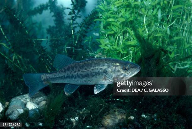 Largemouth Bass , also known as Black Bass or Bigmouth, Centrarchidae.