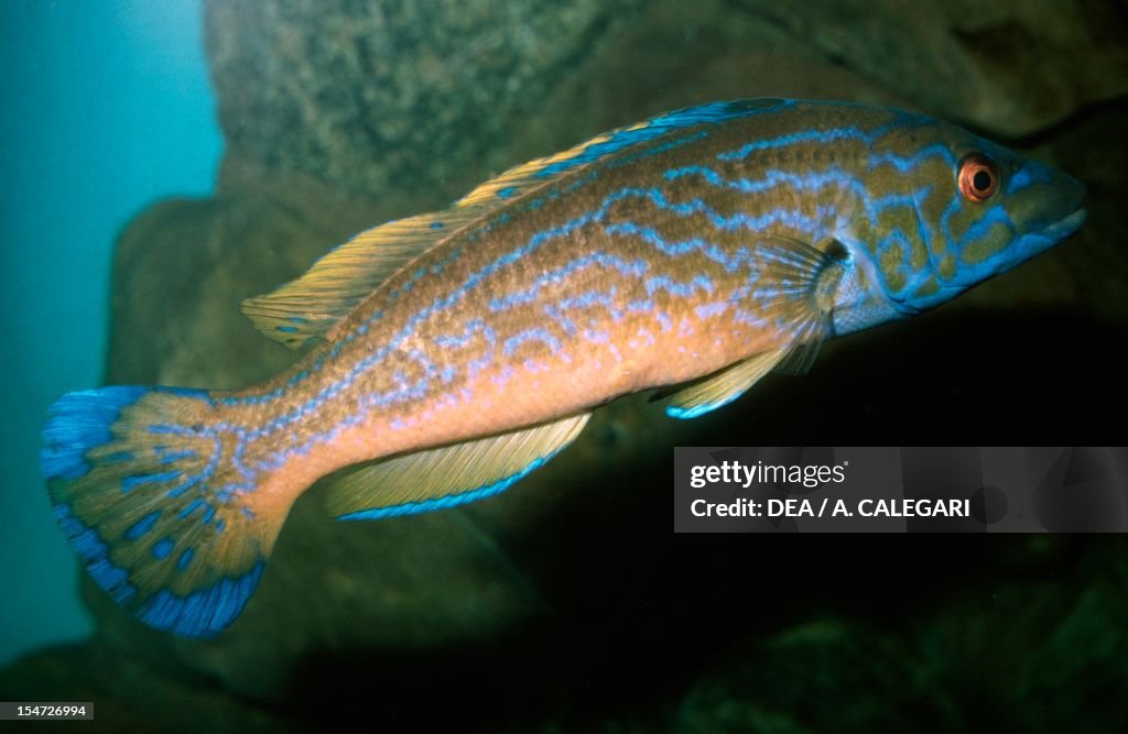 Cuckoo Wrasse (Labrus ossifagus), Labridae.