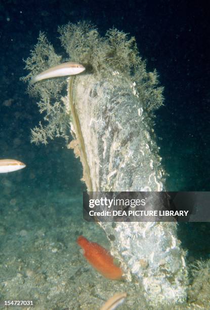 Pen Shell Fish 46 Noble Pen Shell Stock Photos, High-Res Pictures, and Images - Getty ...