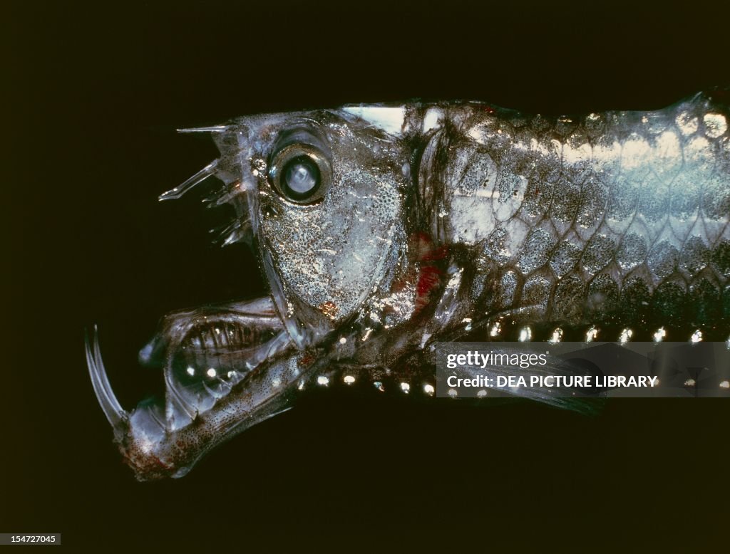 Manylight Viperfish or Sloane's viperfish...