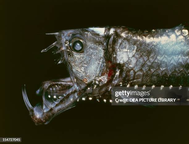 Manylight Viperfish or Sloane's viperfish , Stomiidae.