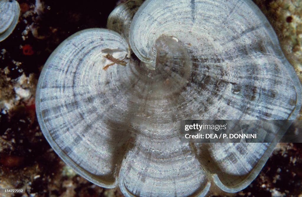 Peacock's Tail (Padina pavonica), Dictyotaceae.