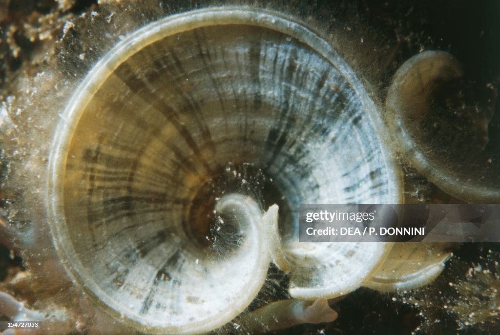 Peacock's Tail (Padina pavonica), Dictyotaceae.