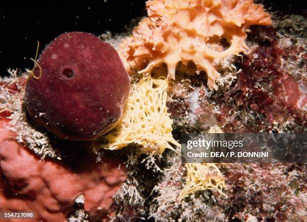 Yellow Clathrina , Clathrinidae, and Goosebump Sponge , Dysideidae.