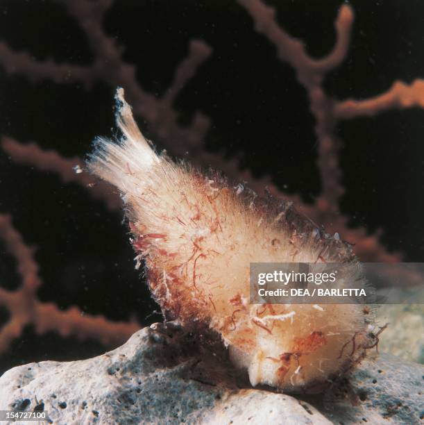 Sycon Raphanus Photos and Premium High Res Pictures - Getty Images