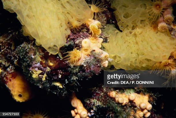 Yellow Clathrina , Clathrinidae, and Yellow Cluster Anemone , Parazoanthidae. Mediterranean Sea.